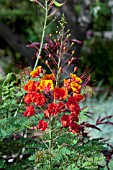 CAESALPINIA PULCHERRIMA