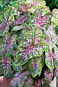 CALADIUM CAROLYN WHORTON