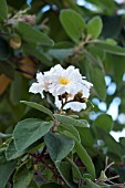 CORDIA BOISSIERI