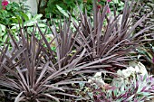 CORDYLINE RED SENSATION