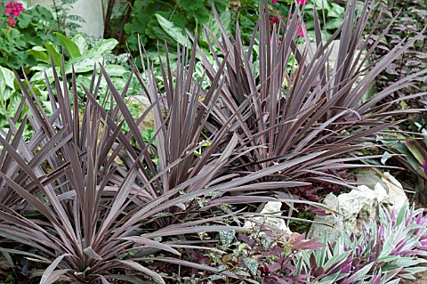 CORDYLINE_RED_SENSATION