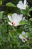 HIBISCUS GRANDIFLORUS