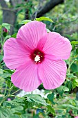 HIBISCUS MOSCHEUTOS PINK