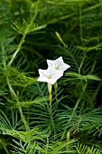 IPOMOEA QUAMOCLIT WHITE