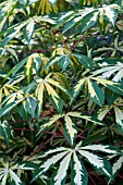 MANIHOT ESCULENTA VARIEGATA