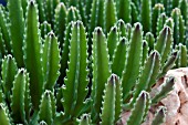 STAPELIA GIGANTEA