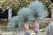 YUCCA ROSTRATA