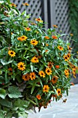 ZINNIA PROFUSION ORANGE