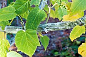 ACER DAVIDII X TEGMENTOSUM WHITE TIGRESS