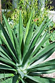 AGAVE DECIPIENS