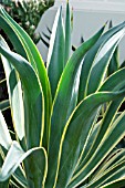 AGAVE DESMETTIANA VARIEGATA