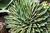 AGAVE VICTORIAE-REGINAE VARIEGATA