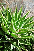 ALOE AFFINIS NOBILIS