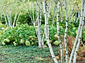 BETULA WHITESPIRE
