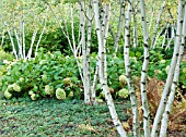 BETULA WHITESPIRE