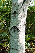 BETULA UTILIS BARK