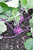 BRASSICA OLERACEA KOLIBRI PURPLE KOHLRABI