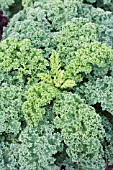 BRASSICA OLERACEA RIPBOR KALE