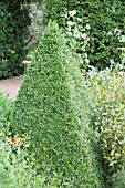 BUXUS GREEN MOUNTAIN