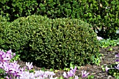 BUXUS WILSON