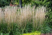 CALAMAGROSTIS ACUTIFLORA KARL FOERSTER