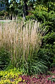 CALAMAGROSTIS ACUTIFLORA KARL FOERSTER