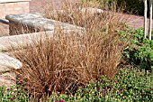 CAREX BUCHANANII RED ROOSTER