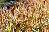 CHASMANTHIUM LATIFOLIUM