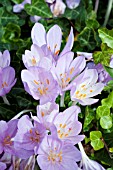 COLCHICUM LILAC WONDER