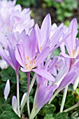 COLCHICUM LILAC WONDER