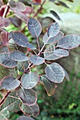 COTINUS COGGYGRIA ROYAL PURPLE