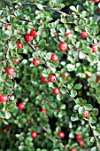 COTONEASTER APICULATUS