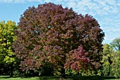 FRAXINUS AMERICANA