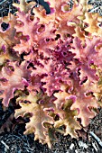 HEUCHERA GINGER PEACH