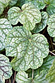 HEUCHERA GREEN SPICE