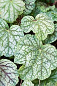 HEUCHERA GREEN SPICE