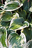 HOSTA FIRST FROST