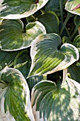 HOSTA FIRST FROST