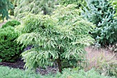 METASEQUOIA GLYPTOSTROBOIDES MISS GRACE