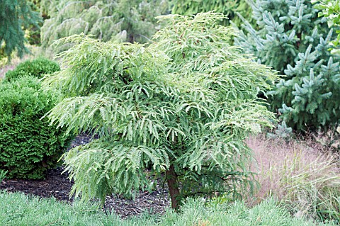 METASEQUOIA_GLYPTOSTROBOIDES_MISS_GRACE