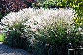 MISCANTHUS SINENSIS ADAGIO