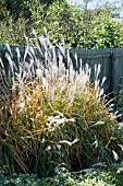 MISCANTHUS SINENSIS PURPURESCENS