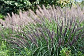 PENNISETUM ALOPECUROIDES MOUDRY