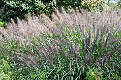 PENNISETUM_ALOPECUROIDES_MOUDRY