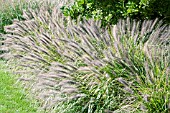 PENNISETUM ALOPECUROIDES MOUDRY