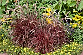 PENNISETUM SETACEUM FIREWORKS