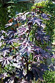 RICINUS COMMUNIS NEW ZEALAND PURPLE