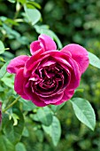 ROSA AUSBLOOM