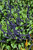 SALVIA INDIGO SPIRES