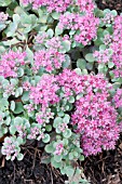 SEDUM CAUTICOLA LIDAKENSE